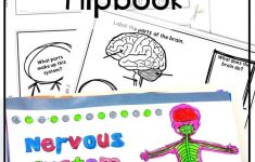 Nervous System Review Activity Print For Distance Learning