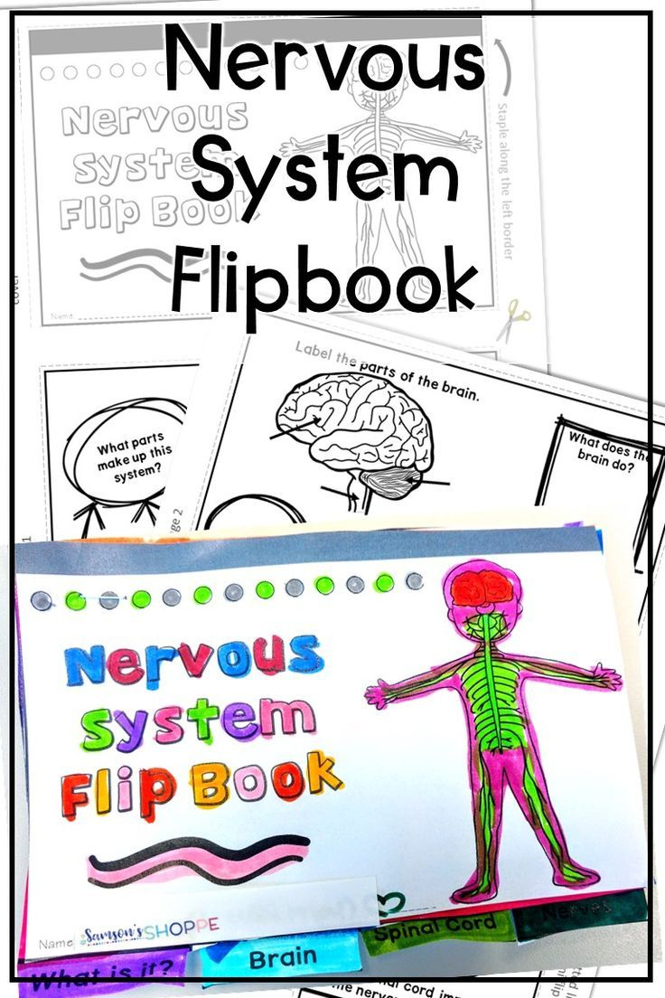 Nervous System Review Activity Print For Distance Learning