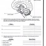 Nervous System Worksheet 3Rd Grade | Science Worksheets