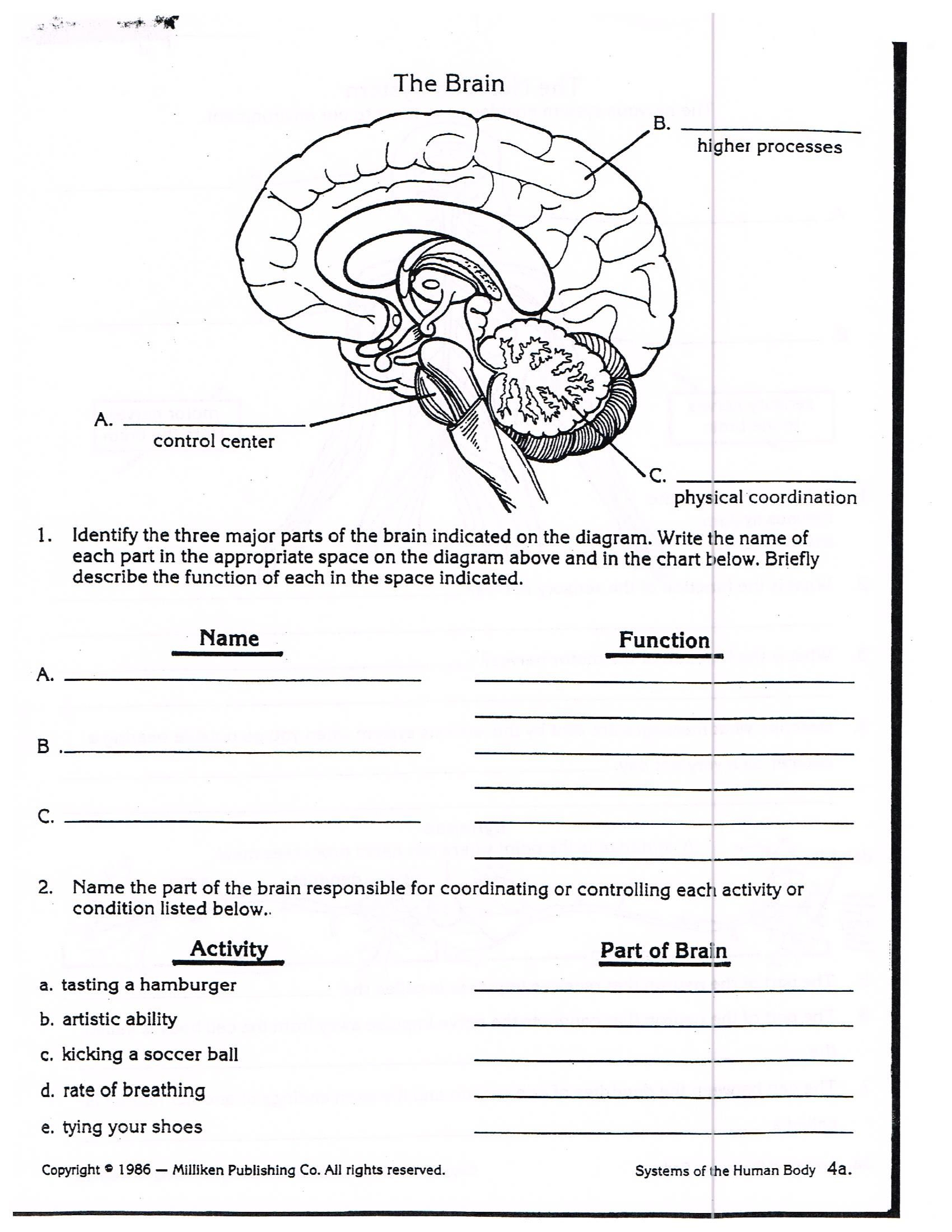 Nervous System Worksheet 3Rd Grade | Science Worksheets