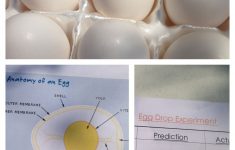 Egg Drop Experiment Lesson Plan