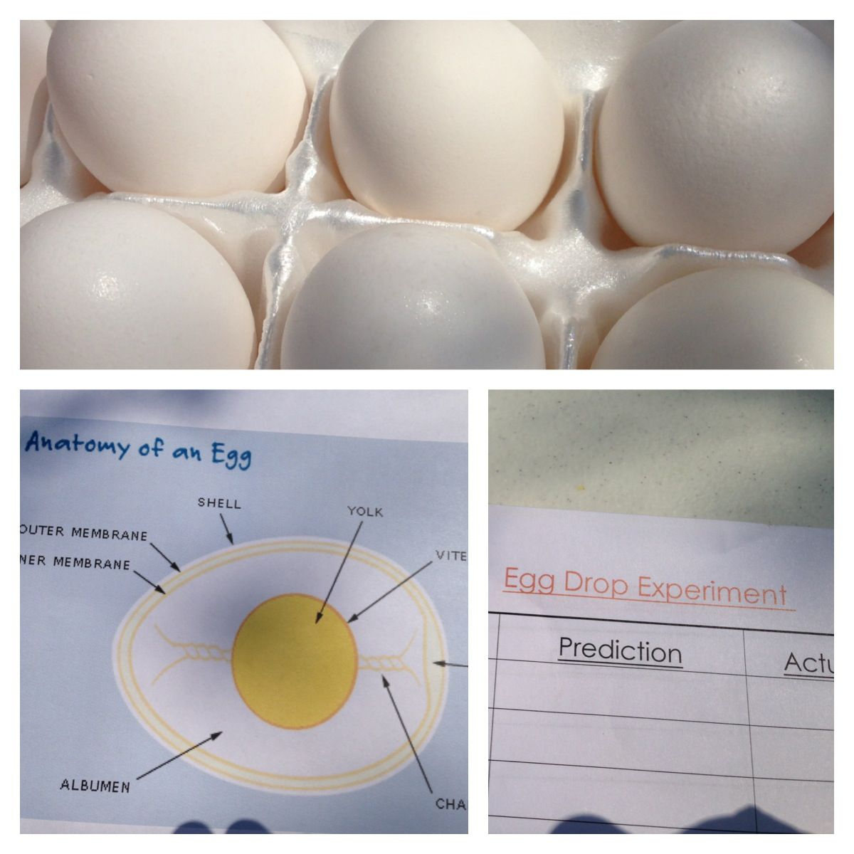 Our Egg Drop Experiment | Fun Classroom Activities