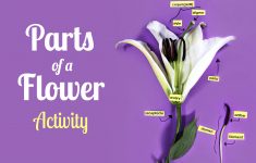 Parts Of A Flower Activity