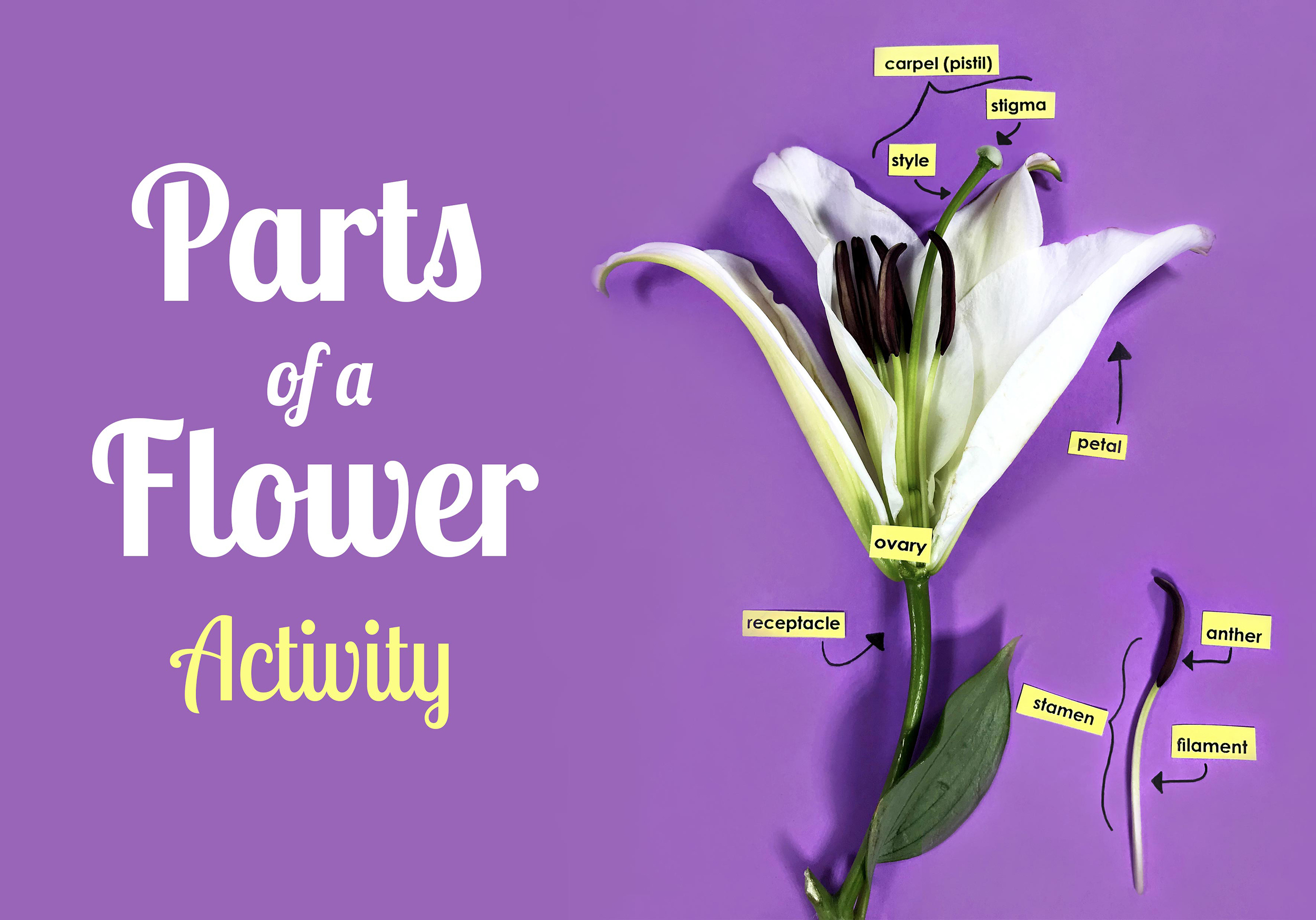 Parts Of A Flower Lesson Plan 4th Grade Lesson Plans Learning