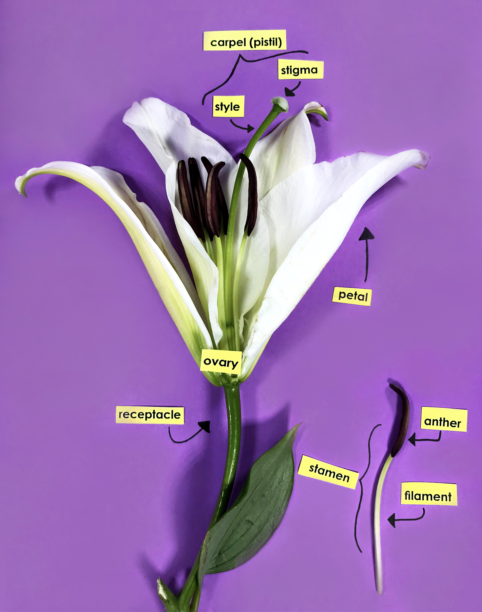 Parts Of A Flower Activity