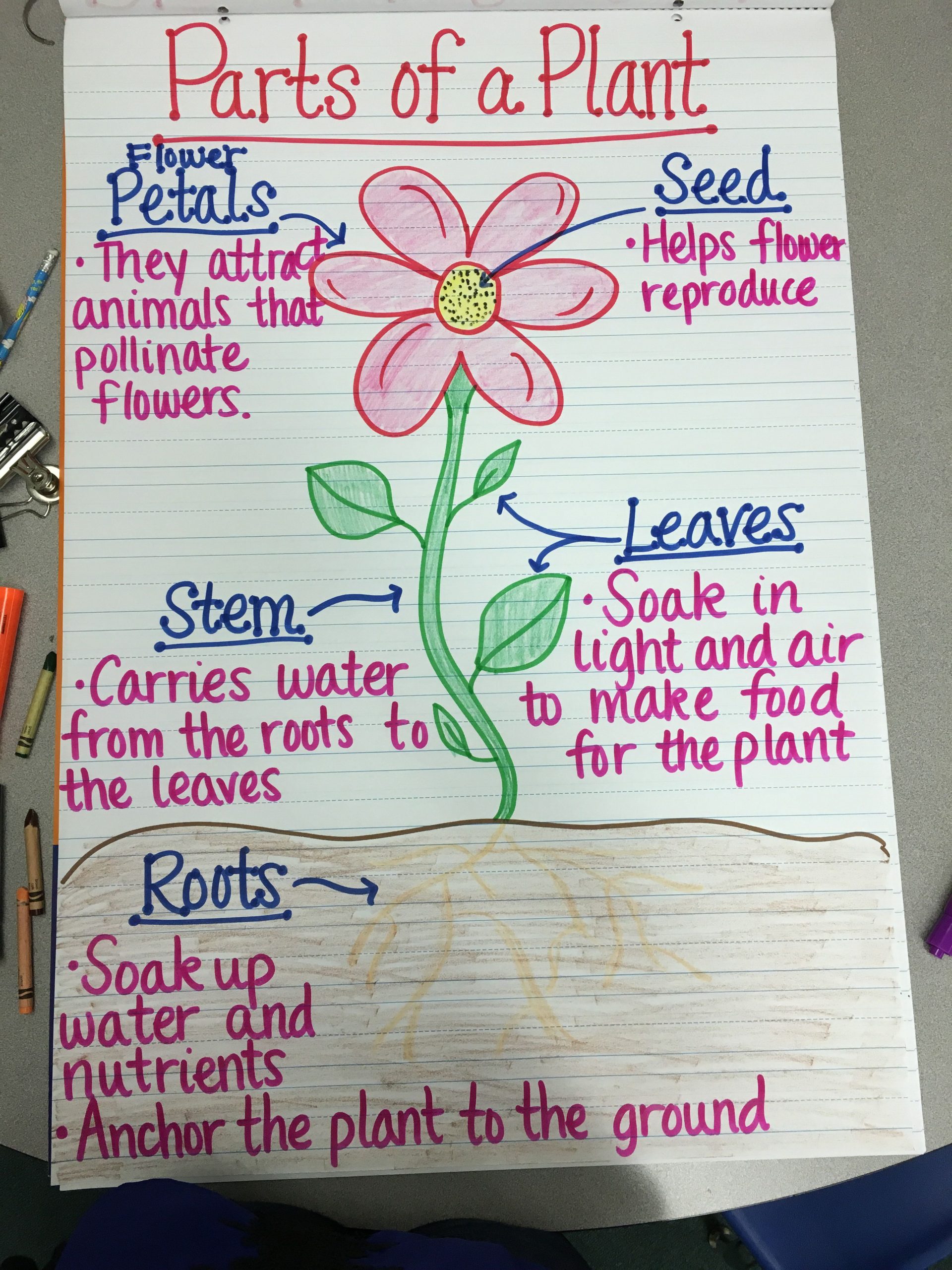 Parts Of A Plant Anchor Chart | Plants Anchor Charts, Plant