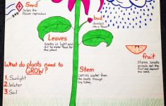Parts Of A Plant Lesson Plan 4th Grade