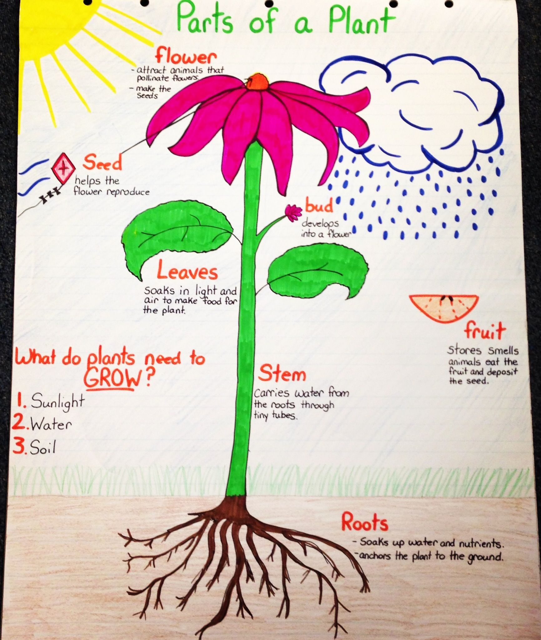 Parts Of A Plant Anchor Chart | Plants Anchor Charts, Plants