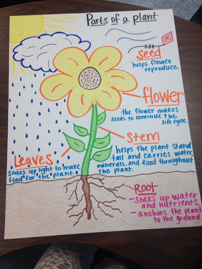 Parts Of A Plant Anchor Chart | Science Lessons, Primary