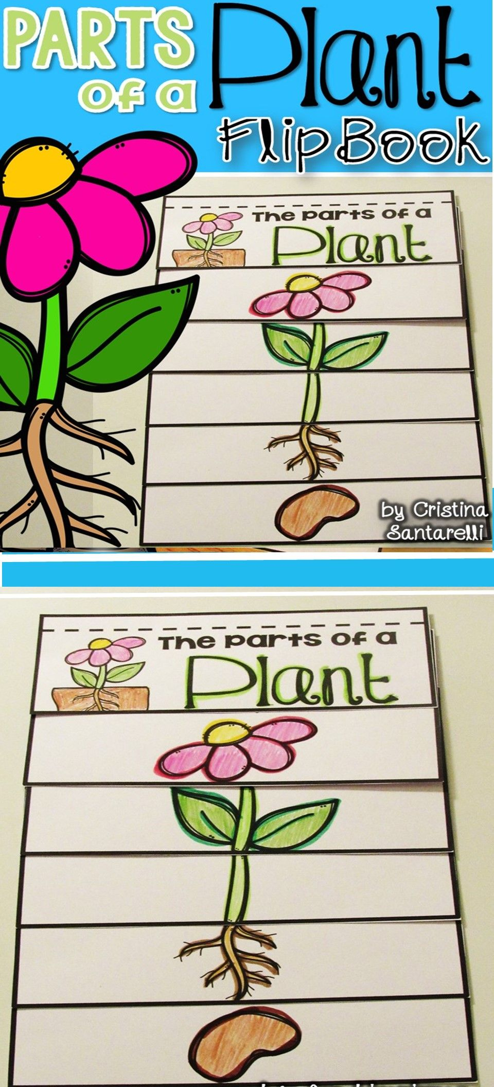 Parts Of A Plant Flip Book | Parts Of A Plant, Plants