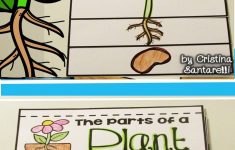 Parts Of A Plant Lesson Plan 3rd Grade