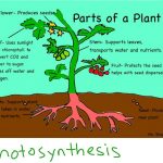Parts Of A Plant   Lessons   Tes Teach
