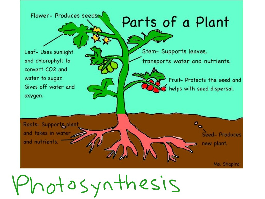 Parts Of A Plant - Lessons - Tes Teach