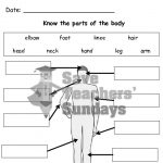 Parts Of The Human Body   Diagrams To Label 2 Levels Of