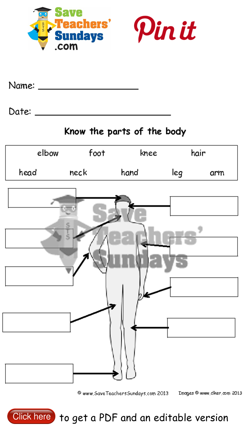 Parts Of The Human Body - Diagrams To Label 2 Levels Of
