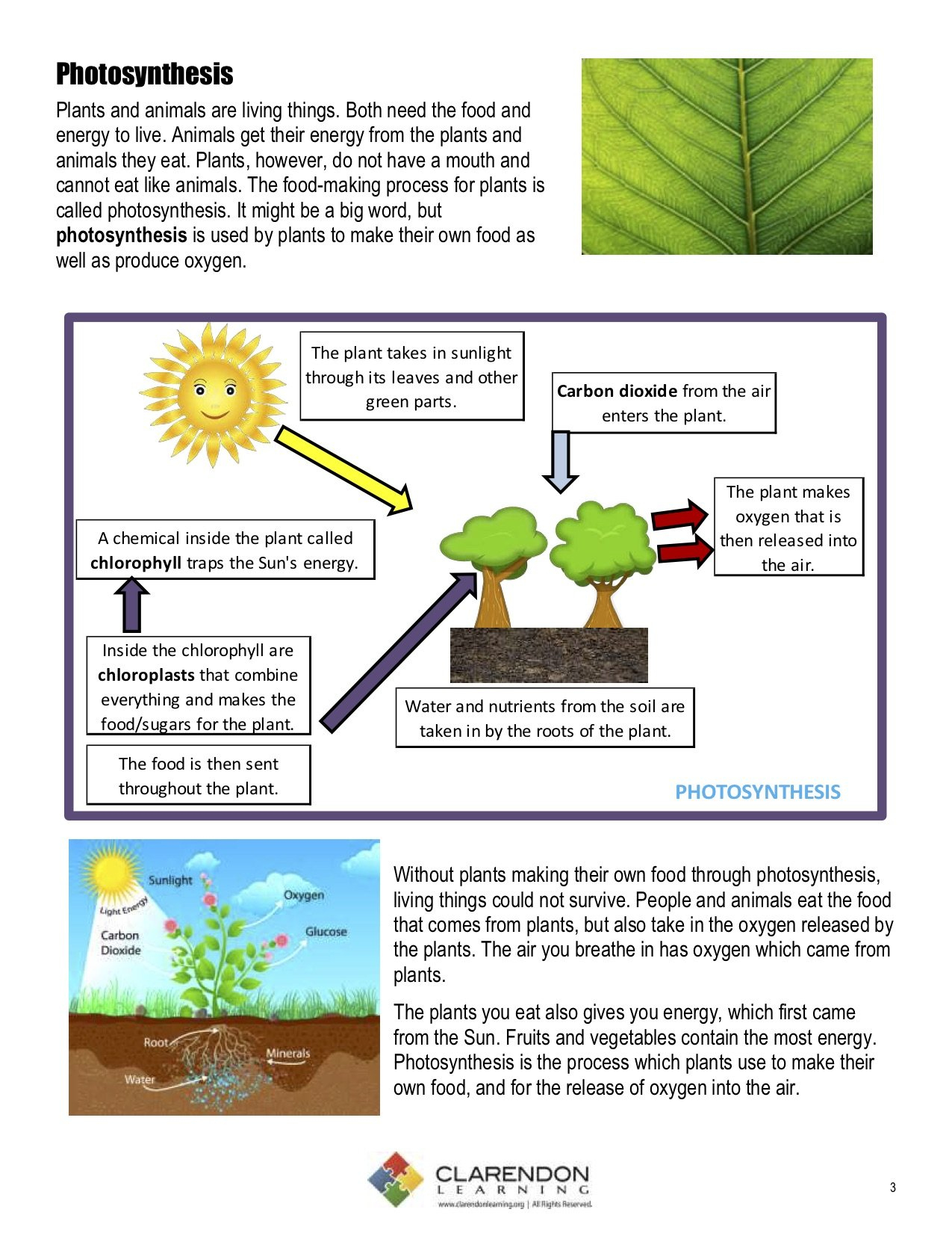 Photosynthesis