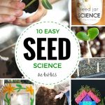 Plant Activities For Preschool | Science Experiments Kids