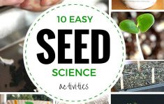 Planting Seeds Lesson Plan For Preschool