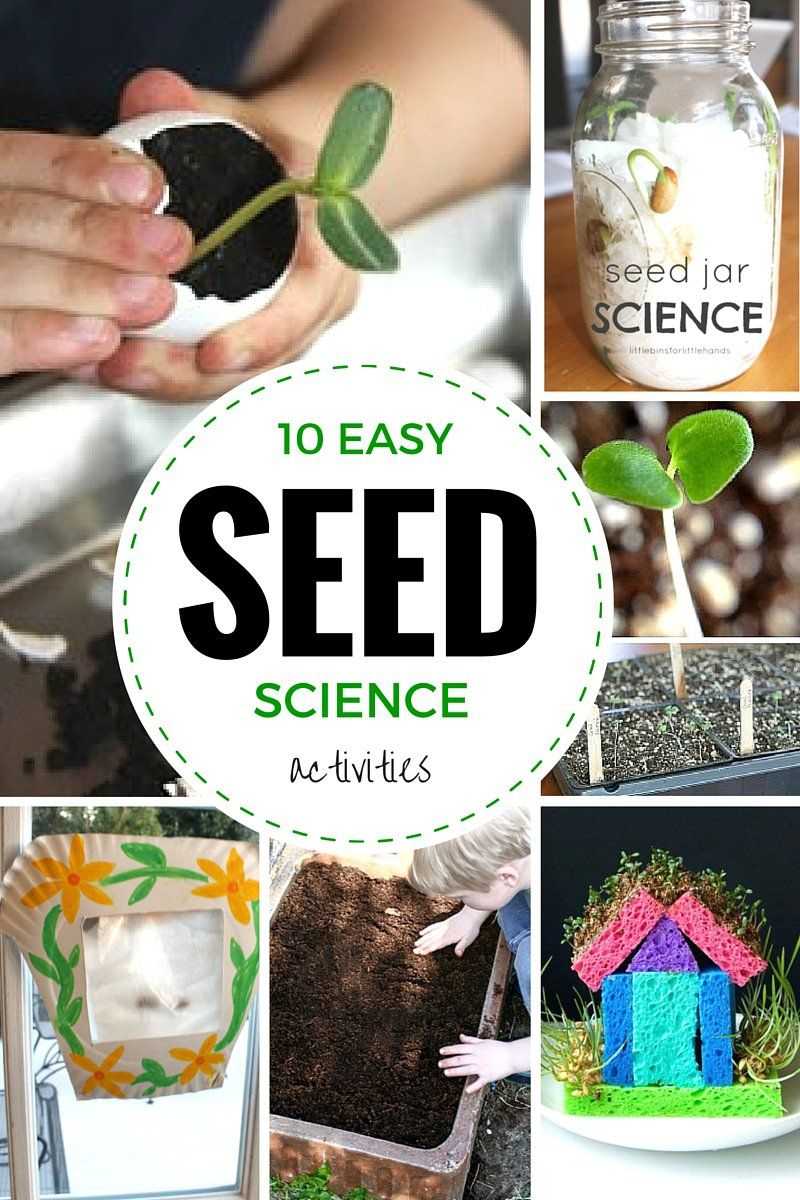 Plant Activities For Preschool | Science Experiments Kids