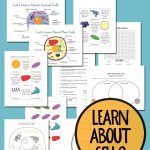 Plant And Animal Cell Printables Grades 4 6 | Science Cells