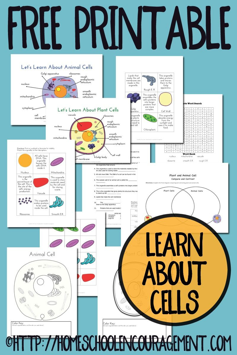 Plant And Animal Cell Printables Grades 4-6 | Science Cells