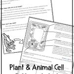 Plant And Animal Cells Differentiated Reading Activity