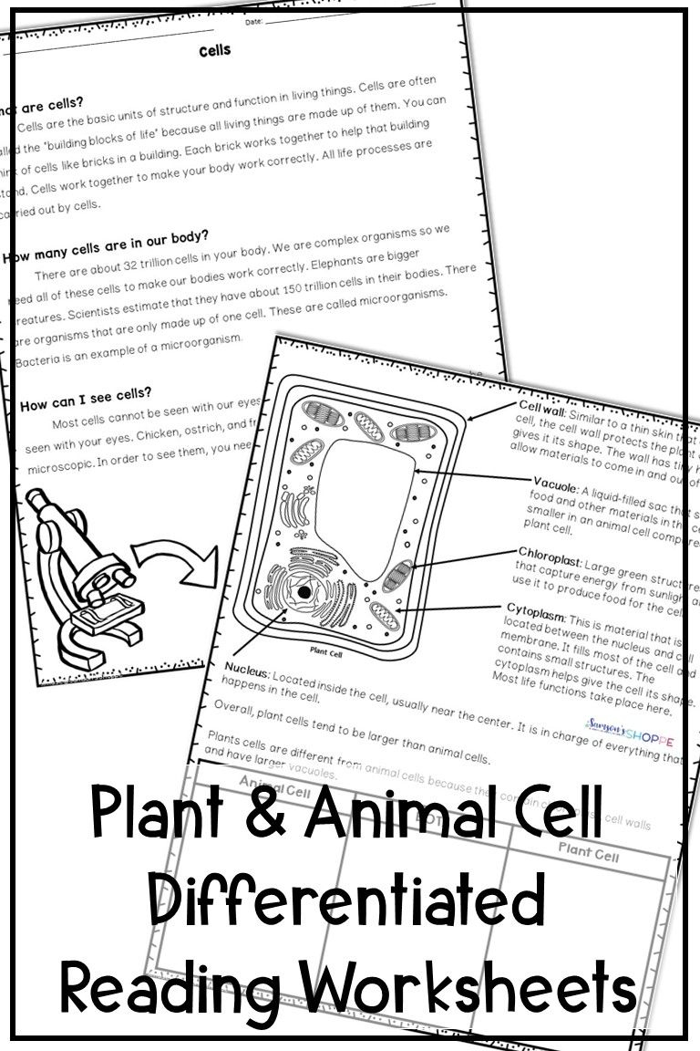 Plant And Animal Cells Differentiated Reading Activity