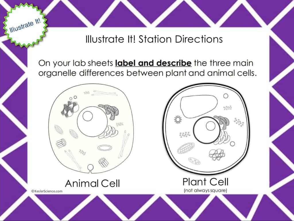Plant And Animal Cells Lesson Plan – A Complete Science