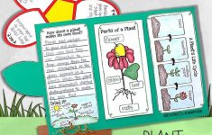 Life Cycle Of A Plant Kindergarten Lesson Plan