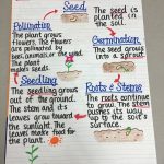 Plant Life Cycle Anchor Chart (With Images) | Teaching