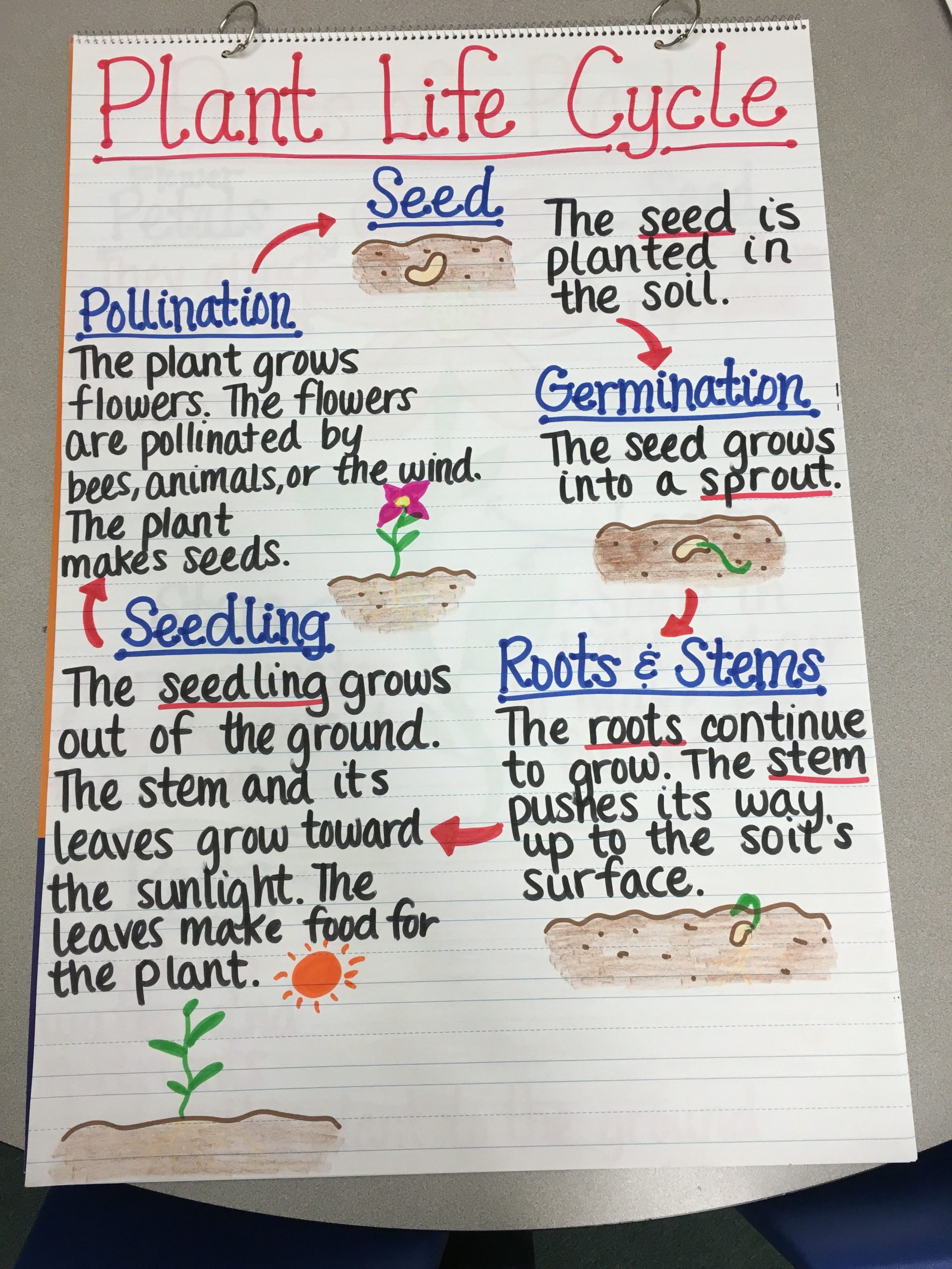 plant-life-cycle-lesson-plan-5th-grade-lesson-plans-learning