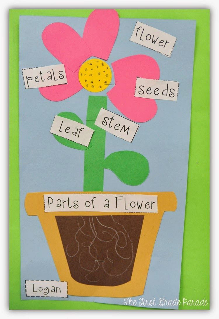 Plants Aplenty | Kindergarten Science, Plants Kindergarten