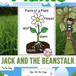 Plants Life Cycle | Plants And Seeds | Jack And The