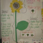 Plants (With Images) | Plant Lessons, First Grade Science