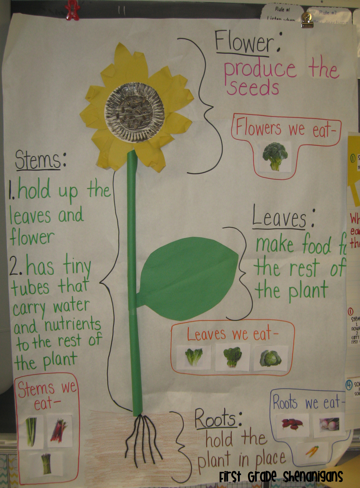 Plants (With Images) | Plant Lessons, First Grade Science