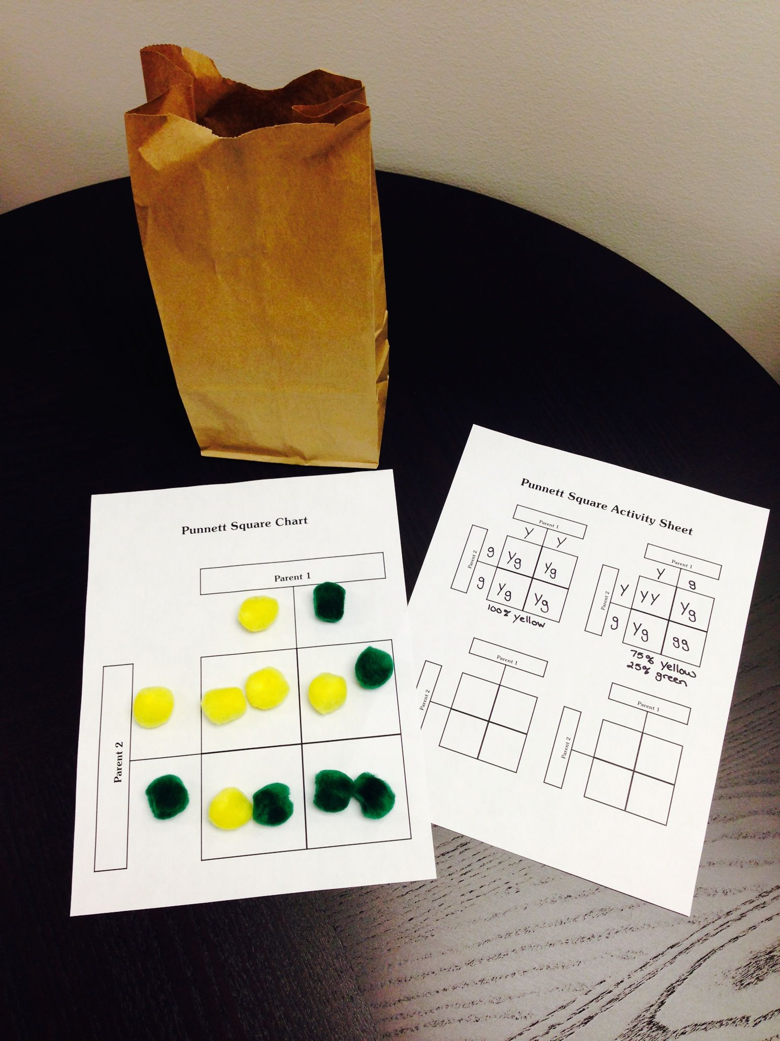 pompom punnett square punnett square activity small groups