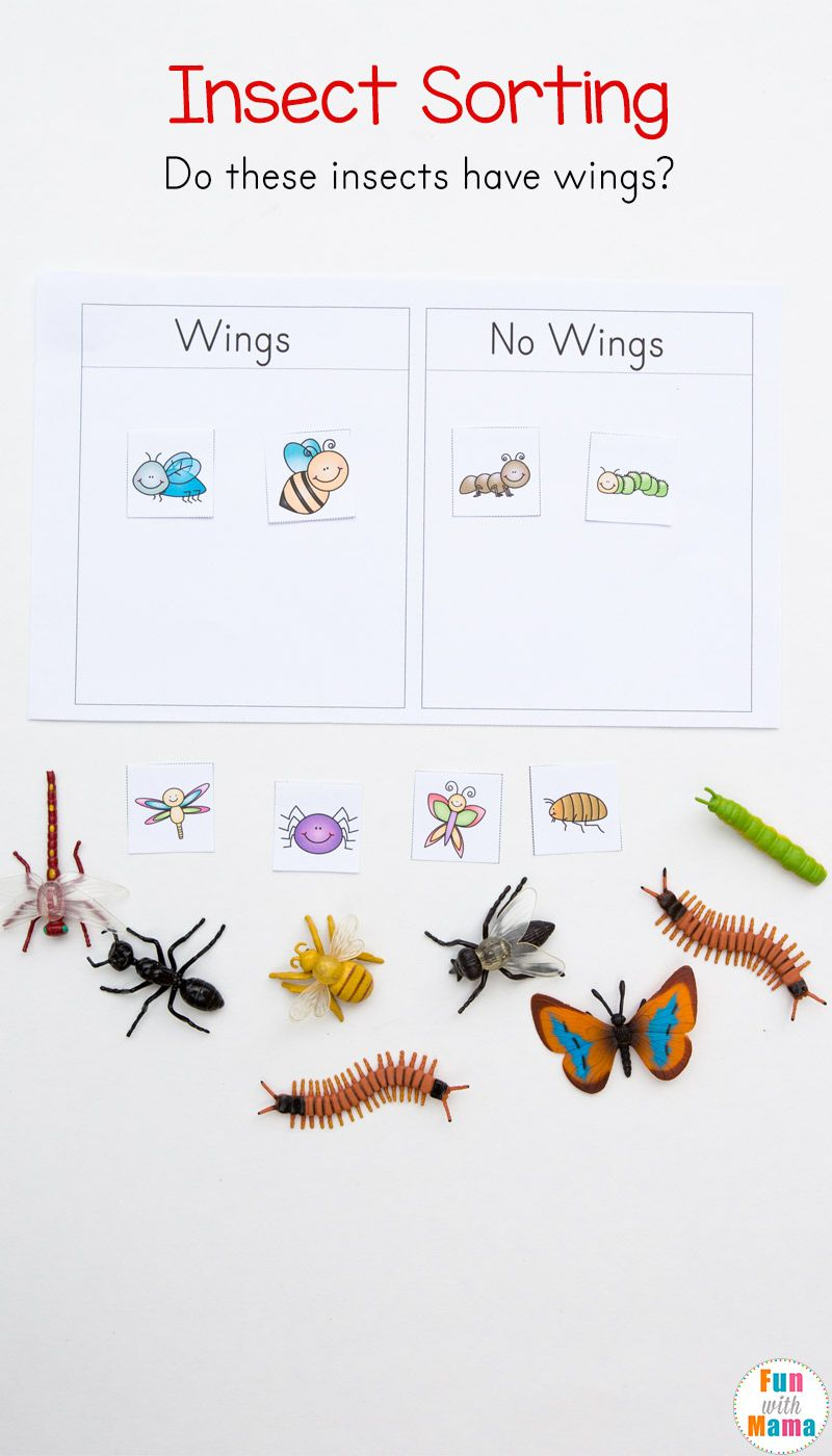 Preschool Insect Theme Sorting Worksheet + Bug Activities