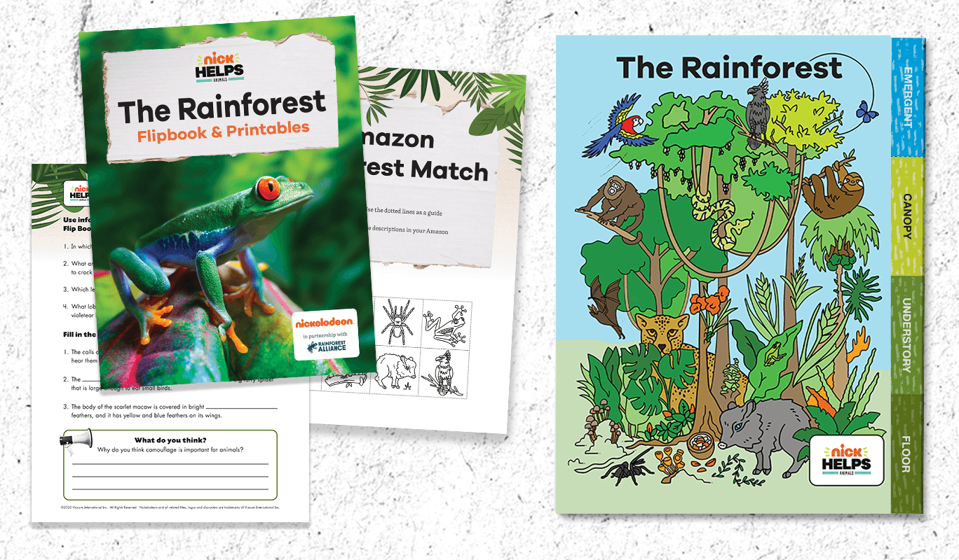 Printable: Rainforest Animal Flipbook For Grades 3-5 -