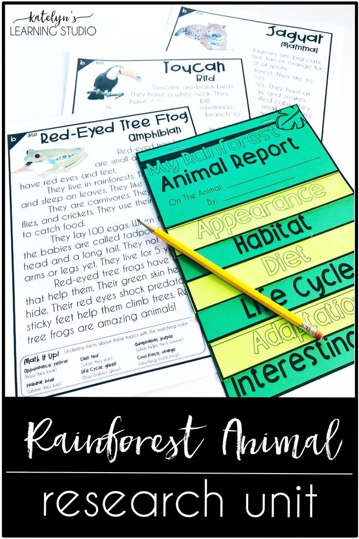 Rainforest Animal Research | Reading Intervention, Teacher