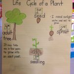 Research Focus   Life Cycle Of A Plant (With Images) | Plant