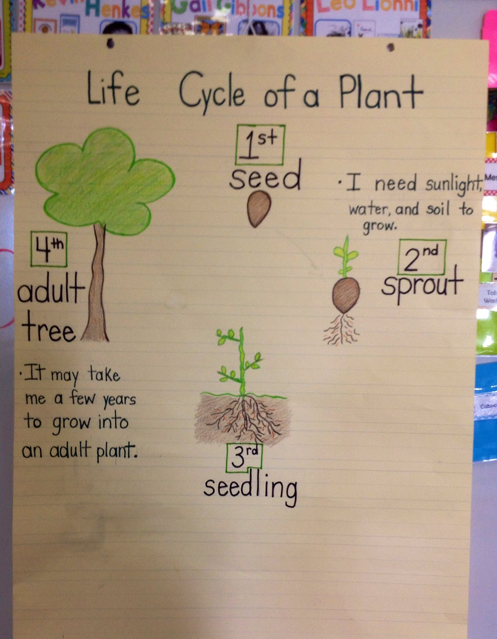 Research Focus - Life Cycle Of A Plant (With Images) | Plant