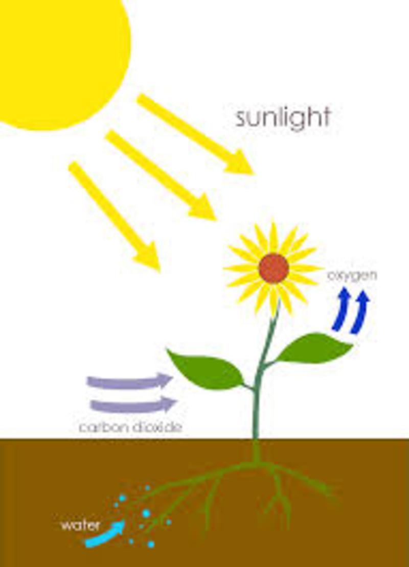 Second Grade Lesson Photosynthesishow It All Works