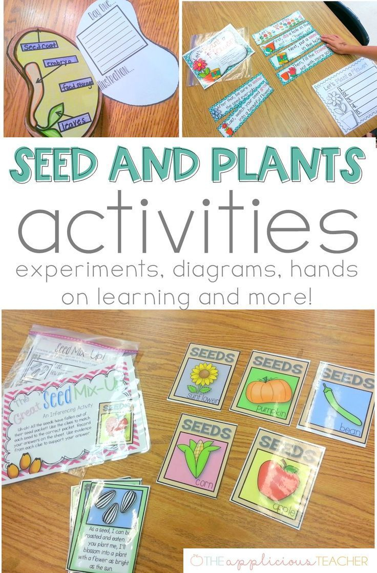 Seed Plant Life Cycle Activities | Tiny Seed Activities