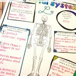 Skeletal System Activity Worksheet | Skeletal System
