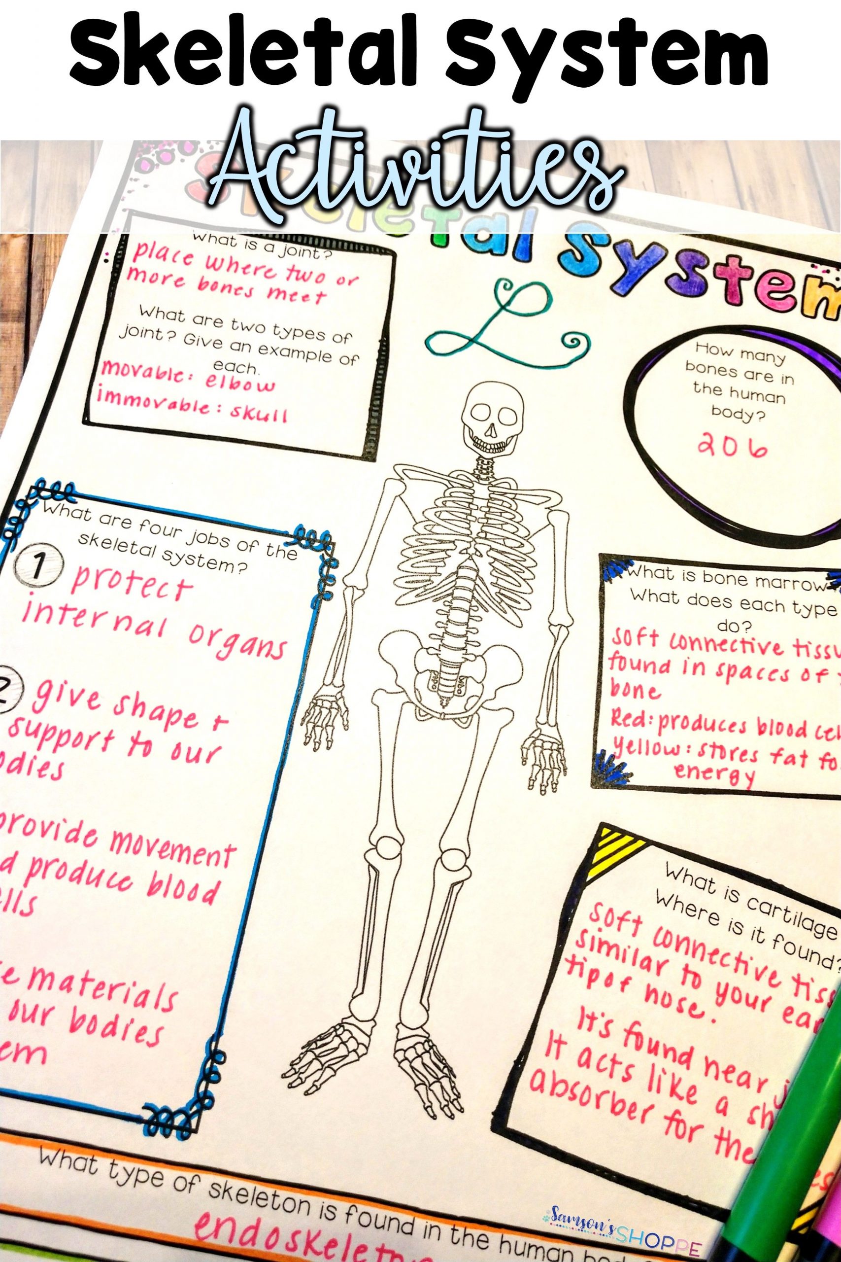Skeletal System Activity Worksheet | Skeletal System
