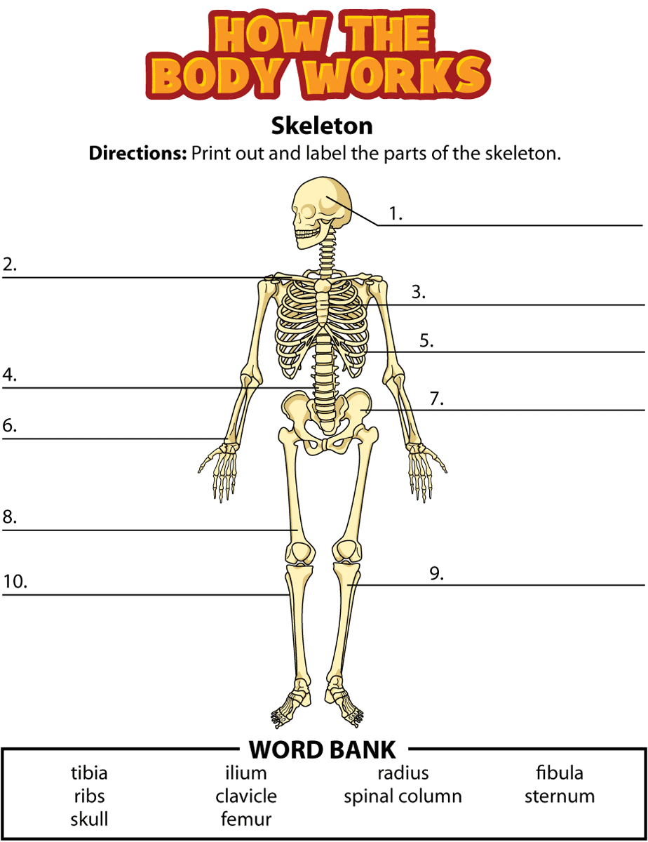 Skeleton Labeling Page | Skeletal System Activities