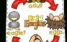 Bald Eagle Lesson Plans Kindergarten