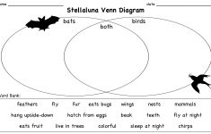 Stellaluna Lesson Plans 3rd Grade