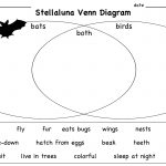 Stellaluna Venn Diagram Lesson | Stellaluna, Venn Diagram