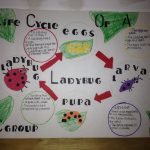 Teaching Preschoolers Life Cycle Of A Ladybug. | Ladybug